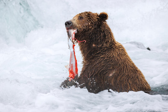 Brown Bear Eating
