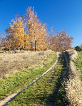 autumn landscape with dirt road and birch forest