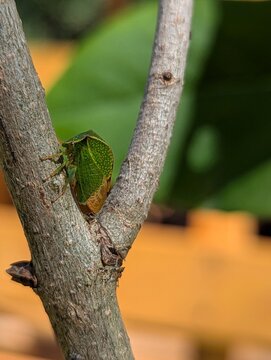 A green treehopper rests on a wooden branch, its leaf-like wings