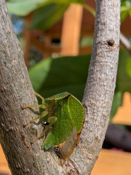 A vibrant green buffalo treehopper rests on textured bark, its