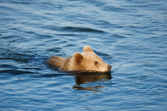 Swimming Cub