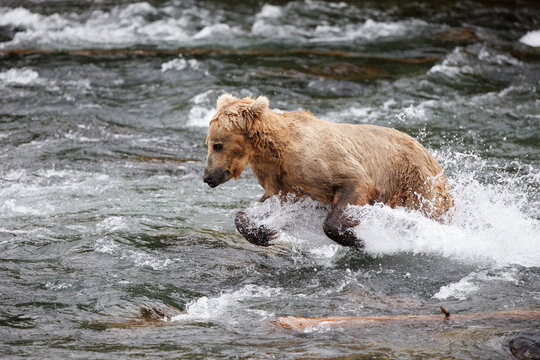 Chasing Salmon