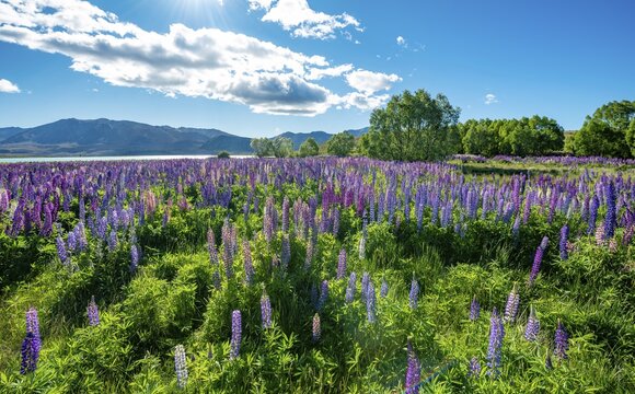 Purple large-leaved lupins (Lupinus polyphyllus), Lake Tekapo in front of Southern Alps, Canterbury, South Island, New Zealand