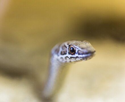 Leopard Sand Snake (Psammophis leopardinus brevirostris), Leopard Sandsnake, Living Desert Snake Park, Walvis Bay, Namibia