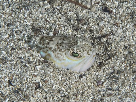 The head of a Trachinus draco, a venomous animal, peers out of the sand, ideally camouflaged on the seabed. Dive site House Reef, Stoja, Pula, Croatia, Mediterranean Sea