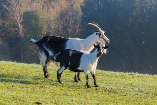 A peacock goat (Capra aegagrus f. hircus) and a crossbreed with a pygmy goat stand in a meadow on a sunny morning. Austria
