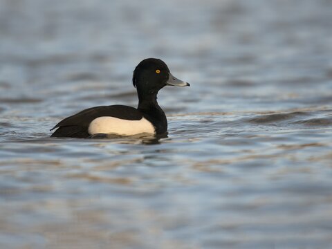 Tufted Duck (Aythya fuligula), Rhineland-Palatinate, Germany