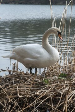 Cygnus olor, mute swan, anatidae, birds, breed, brood, duckbirds, female, high size, portrait, cusp swan, swans, swan, swans, birds, waterbirds, waterbirds, female