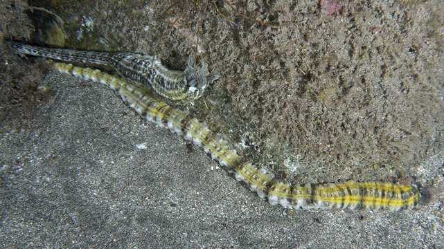 A long, yellow striped snake sea cucumber (Euapta lappa), sea cucumber, meanders across the sandy seabed. Playa dive site, Los Cristianos, Tenerife, Canary Islands, Spain