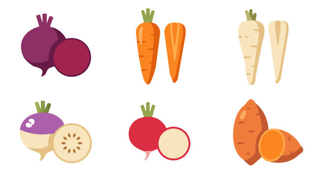 Flat vector illustration set of various root vegetables including beet, carrot, parsnip, radish