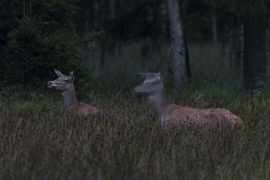 With the last light, a red deer (Cervus elaphus) and a red deer move into the forest meadow, August, Germany