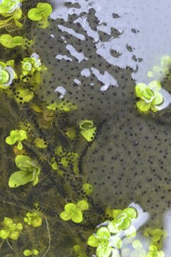 Bufo bufo, common frog, common toad, common toad, Common Frog, rana temporaria, amphibians, amphibians, frog, frog, frogs, high size, portrait format, spawn, spawning ball, spawning line, spawning lines, amphibians, spawn