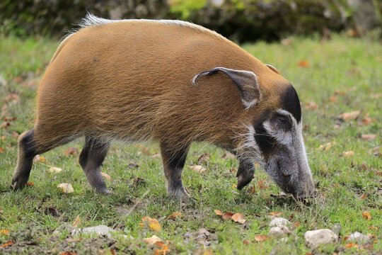 Brush-eared pig (Potamochoerus porcus pictu), adult, feeding, captive, Cameroon