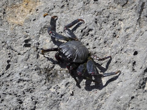 A crab with black claws, the red rock crab (Grapsus adscensionis), moves across the rocks, Gran Canaria, Spain
