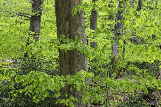Spring in the Baumweg jungle, Emstek, Lower Saxony, Germany