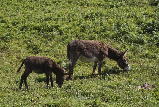 Donkey, domestic donkey (Equus asinus asinus) with foal, on pasture, &Eacute;tretat, Normandy, Seine-Maritime, France