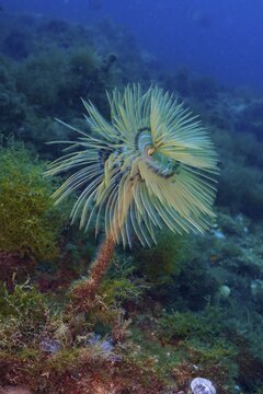 Underwater image of a mediterranean fanworm (Sabella spallanzanii) on the seabed. Dive site Marine protected area Cap de Creus, Rosas, Costa Brava, Spain, Mediterranean Sea