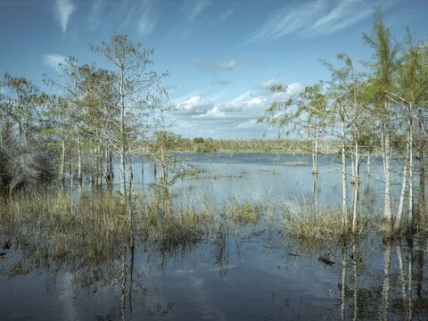 Lagoon, Big Cypress National Preserve, Everglades, North America, Florida, USA