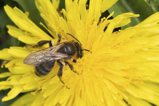 Honey bee (Apis mellifera) adult insect feeding on a yellow dandelion flower in spring, England, United Kingdom