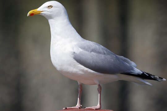 European herring gull (Larus argentatus) Altvogel, Schleswig-Holstein, Germany