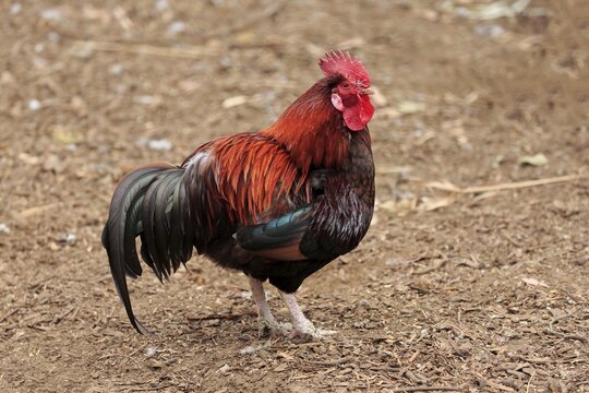 Domestic Chicken (Gallus gallus domesticus), adult, male, cock, foraging, captive, Kangaroo Island, South Australia, Australia