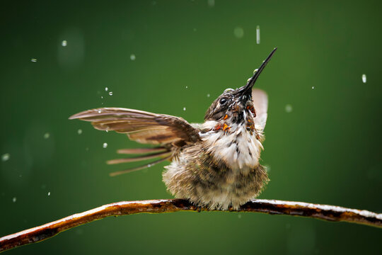 Hummingbird in a Rain Shower