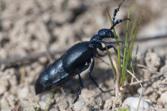 2009, blue mayworm, Brandenburg, Germany, mayworm, meloe cf violaceus, meloe violaceus, meloid beetle, national natural heritage, natural paradise Gr&uuml;nhaus, violet oil beetle, beetle, post-mining landscape, Coleoptera, green house, insects, beetles