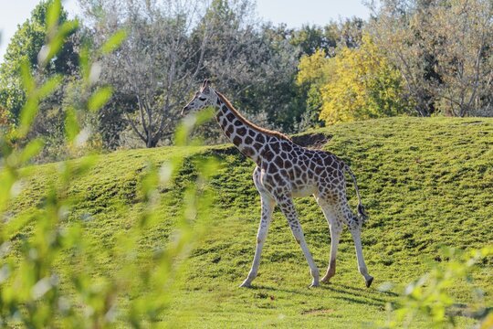 A Rothschild's Giraffe (Giraffa camelopardalis camelopardalis) walks across a green meadow in hilly terrain. The backlight makes the mane glow