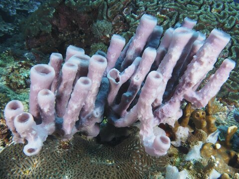 Pale purple big tube sponge (Haliclona (Reniera) fascigera) rises from the seascape, dive site Toyapakeh, Nusa Ceningan, Nusa Penida, Bali, Indonesia