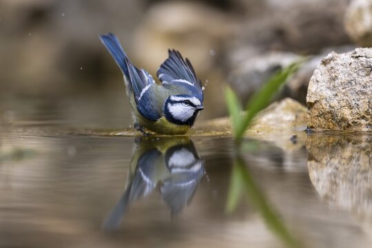 Blue tit (Cyanistes caeruleus), wildlife, bathing in a watering trough, Germany