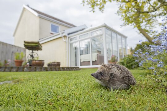 European hedgehog (Erinaceus europaeus) adult animal on an urban garden grass lawn in the spring with a house in the background, England, United Kingdom