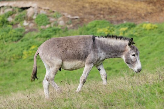 A male grey domestic donkey (Equus asinus) grazes in a green paddock