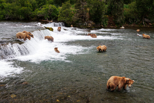 Twelve Bears