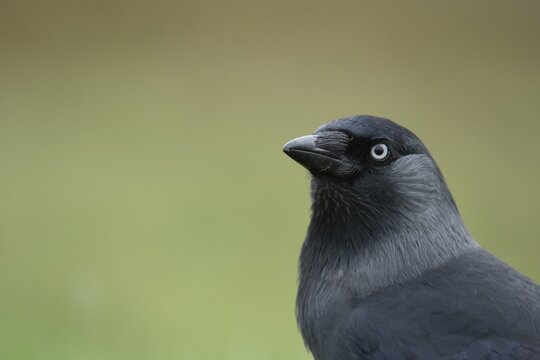 Jackdaw (Corvus monedula) adult corvid bird head portrait, England, United Kingdom