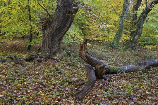 Old, gnarled trees in the Urwald Baumweg nature reserve in autumn, Hudewald, Emstek, Lower Saxony, Germany