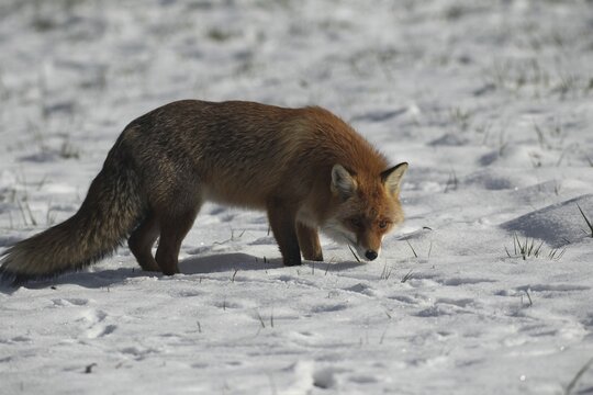Red fox (Vulpes vulpes) in the snow, Allg&auml;u, Bavaria, Germany