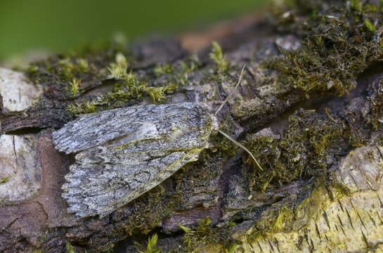 Acronicta aceris, maple bark owl, horse chestnut owl, insects, moths, moths, moths, butterflies, sycamore