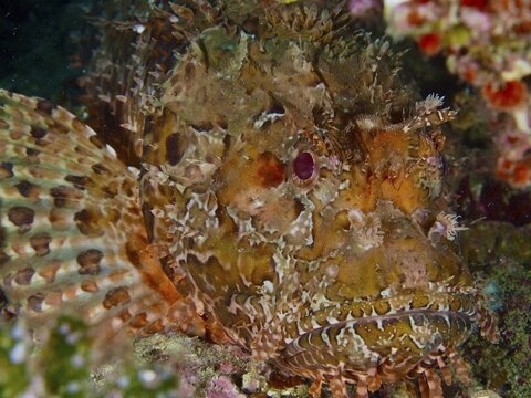 A detailed close-up of a scorpionfish with distinctive facial features, the red scorpionfish (Scorpaena scrofa), also known as the sea pig, at the Cap de Creus Marine Protected Area, Rosas, Costa Brava, Spain, Mediterranean Sea