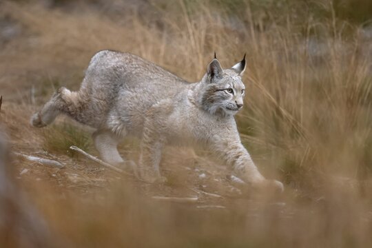 Eurasian lynx (Lynx lynx), in a forest, Czech Republic