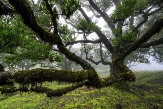 Stinkwood (Ocotea foetens) overgrown with moss and plants in the mist, Old laurel forest, Stink laurel, Laurisilva, UNESCO World Heritage Site, Fanal, Madeira, Portugal