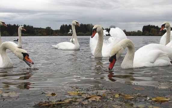 Mute Swan (Cygnus olor) Congregation at a lake, Allg&auml;u, Bavaria, Germany