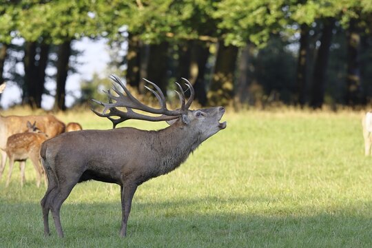 Red deer (Cervus elaphus) in rutting season, capital stag with hinds roaring in a forest clearing, wildlife, Sauerland, North Rhine-Westphalia, Germany