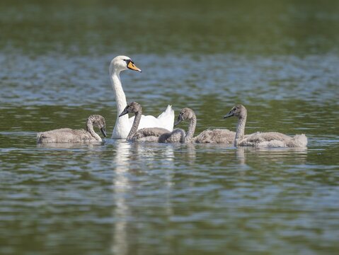 Mute swan (Cygnus olor), adult and young birds swimming on a pond, Thuringia, Germany