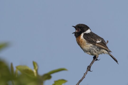 European stonechat (Saxicola rubicola), Wittlich, Rhineland-Palatinate, Germany