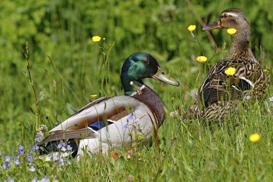 Mallards (Anas platyrhynchos), pair in flowering meadow, Schleswig-Holstein, Germany