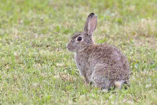 Wild rabbit (Oryctolagus cuniculus), sitting in a meadow, adult, alert, wildlife, animals, rodent, Podersdorf, Lake Neusiedl-Seewinkel National Park, Burgenland, Austria