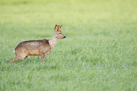 European roe deer (Capreolus capreolus), roebuck with velvet antlers standing in a meadow and urinating, North Rhine-Westphalia, Germany