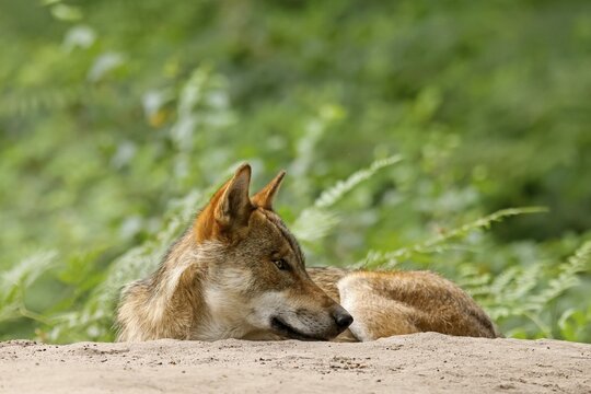 European gray wolf (Canis lupus) lying on a hill, captive