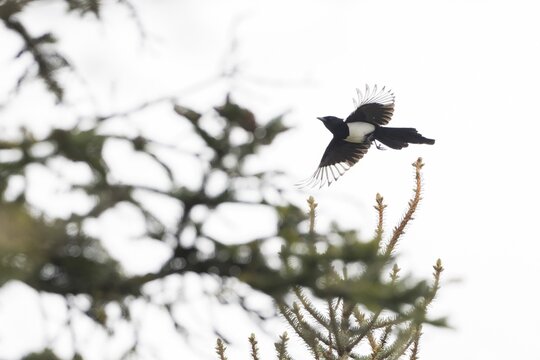 A magpie (Pica pica) flies between treetops, Hesse Germany