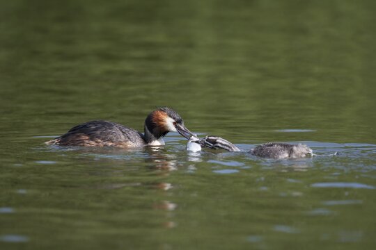 Great crested grebe (Podiceps cristatus) adult bird passing a fish for food to a juvenile young humbug chick on a lake in summer, England, United Kingdom